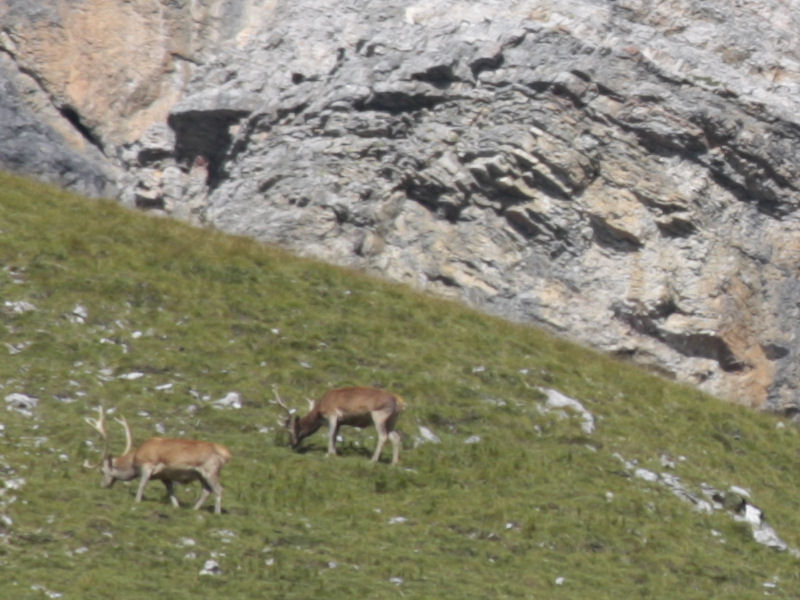 cervi nel parco nazionale svizzero